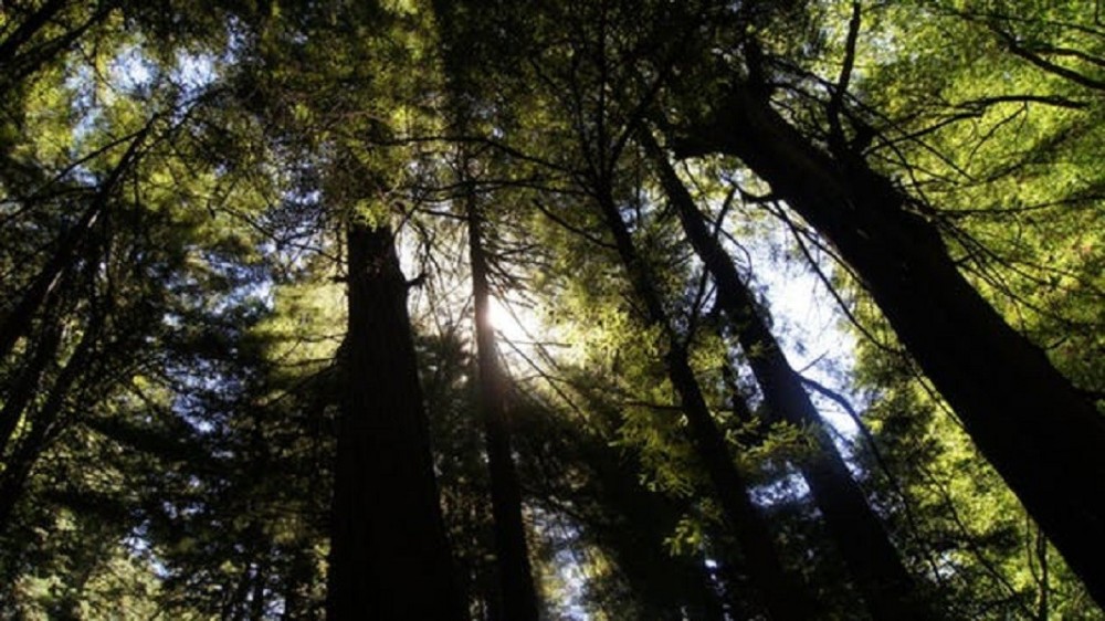 Muir Woods Tour to California’s Redwoods