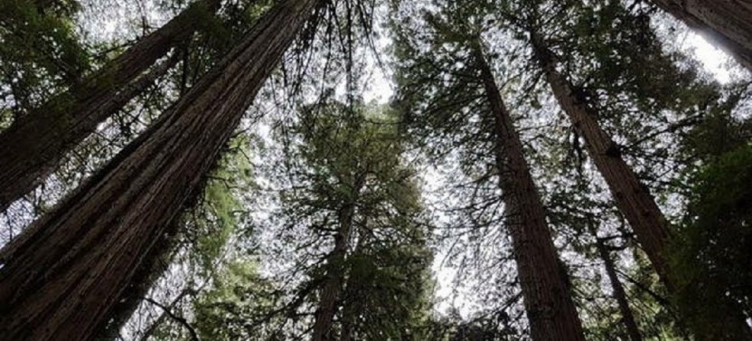 Muir Woods Tour to California’s Redwoods