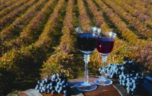 Wine Country Tour & Tasting Experience