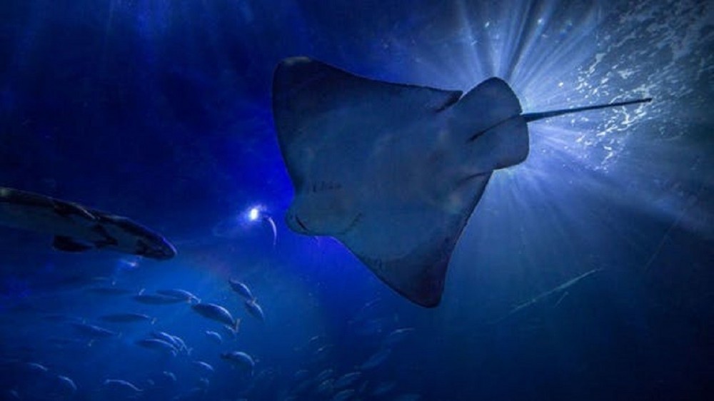 Monterey & Carmel w/ Aquarium Addon San Francisco Project Expedition