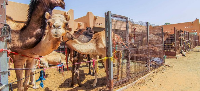 Al Ain City Sightseeing tour with Lunch from Dubai