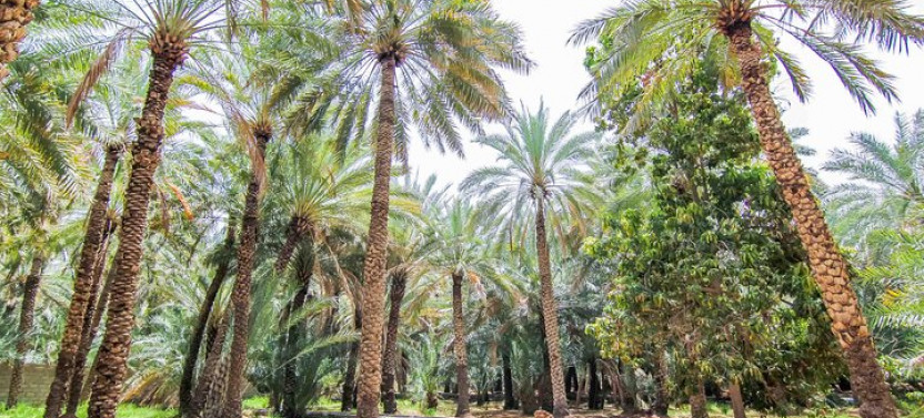 Al Ain City Sightseeing tour with Lunch from Dubai