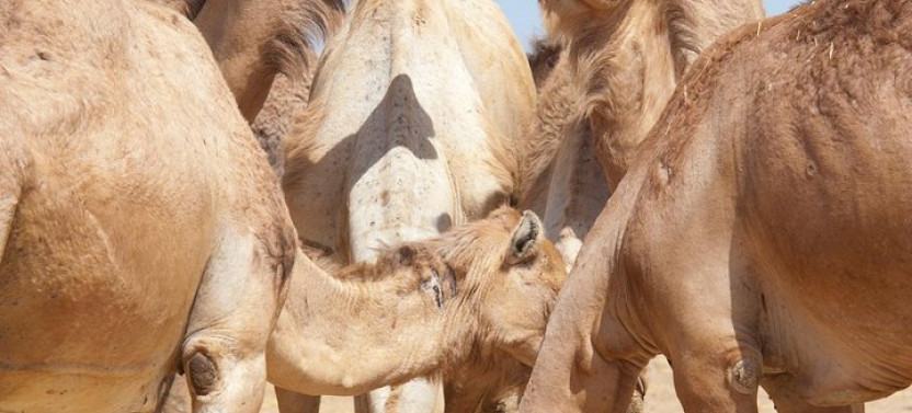 Private Tour: Al Ain City Sightseeing with Lunch from Dubai