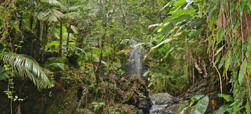 El Yunque & BioBay Combo Tour