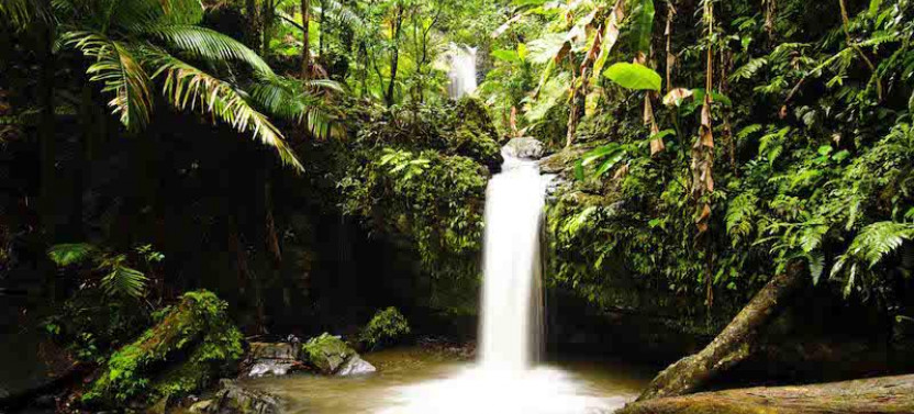 Private El Yunque Rainforest Tour