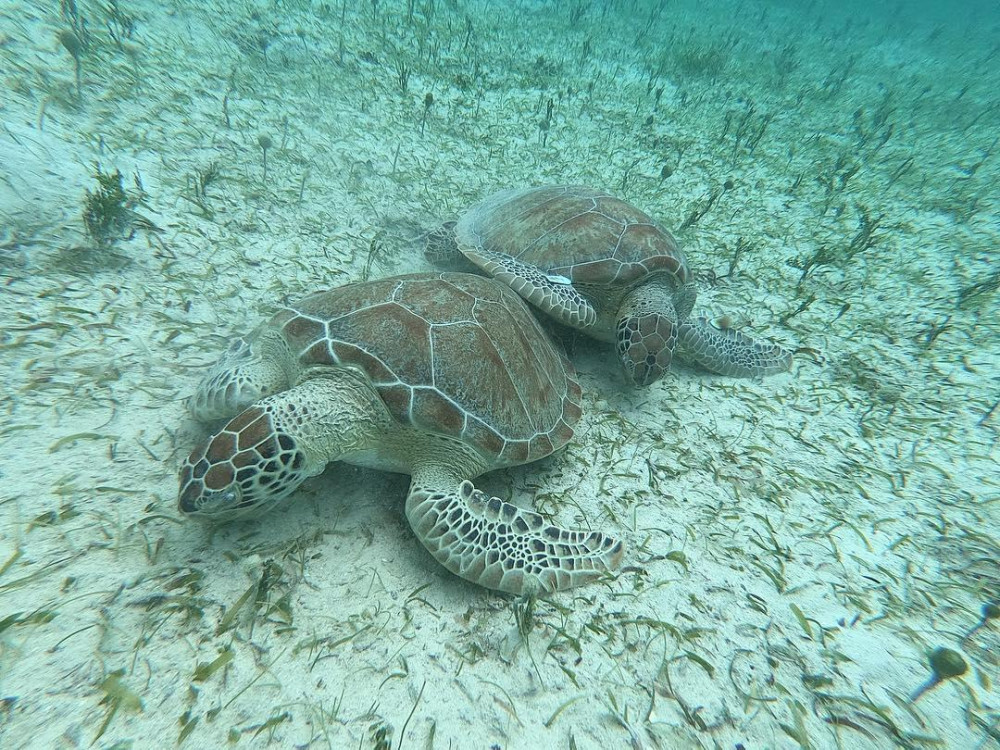 Culebra Snorkeling Tour