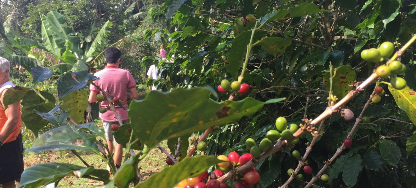 Coffee Plantation Tour