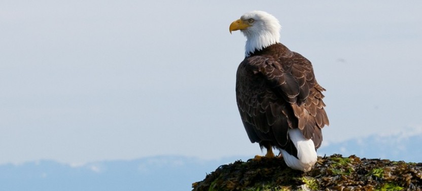 Deception Pass + Winter Birding Tour