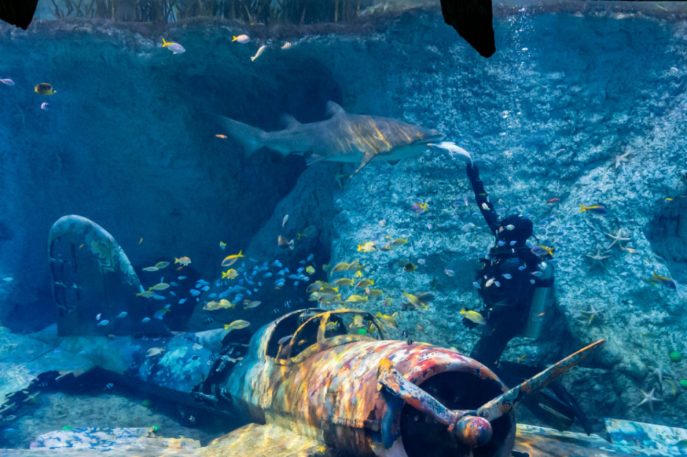 The National Aquarium Beyond The Glass Ticket