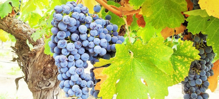 Aquitania & Santa Rita Wine Tour