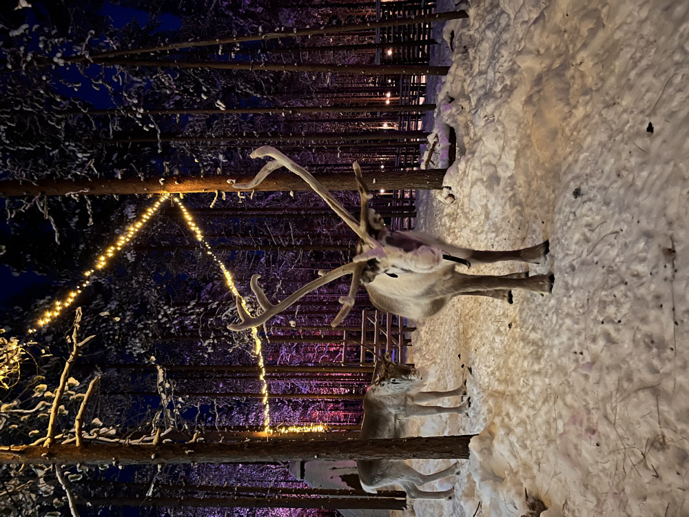 Evening Magic Reindeer Feeding & Northern Lights Snowshoe Experience