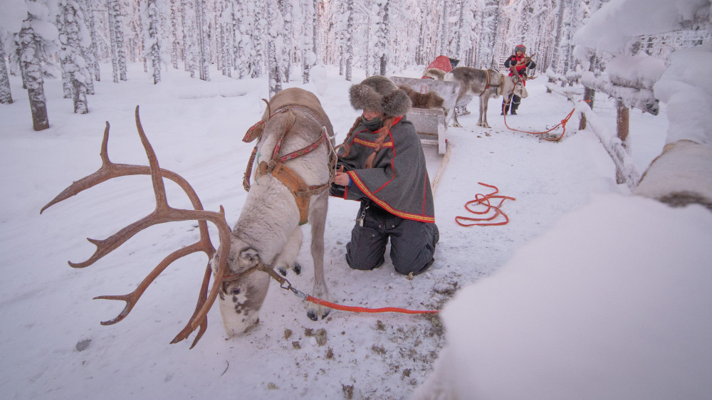 Janita’s 1km Reindeer Sledding & Feeding Adventure