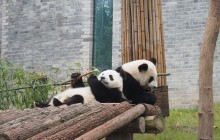 Dujiangyan Giant Panda Center