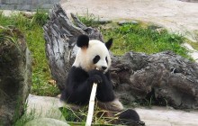 Dujiangyan Giant Panda Center