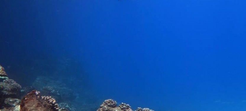 Shore Dive for Certified Diver