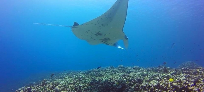 Shore Dive for Certified Diver