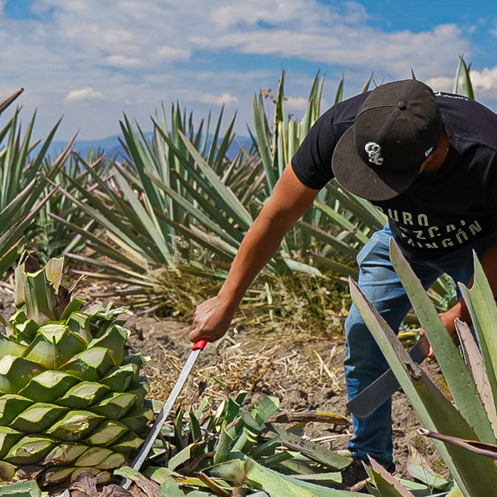 5 Day Tour: A Journey through the Heart and Soul of Oaxaca