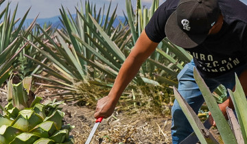 A picture of 5 Day Tour: A Journey through the Heart and Soul of Oaxaca