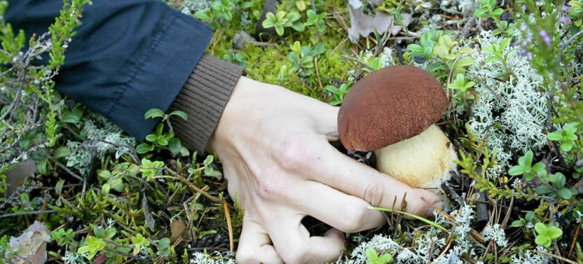 Taste of Lapland
