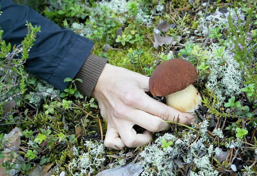 Taste of Lapland