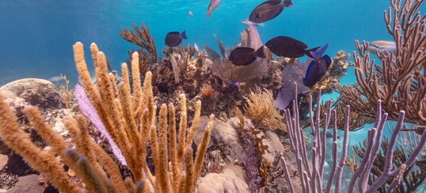 Private Sightseeing Tour In Nassau