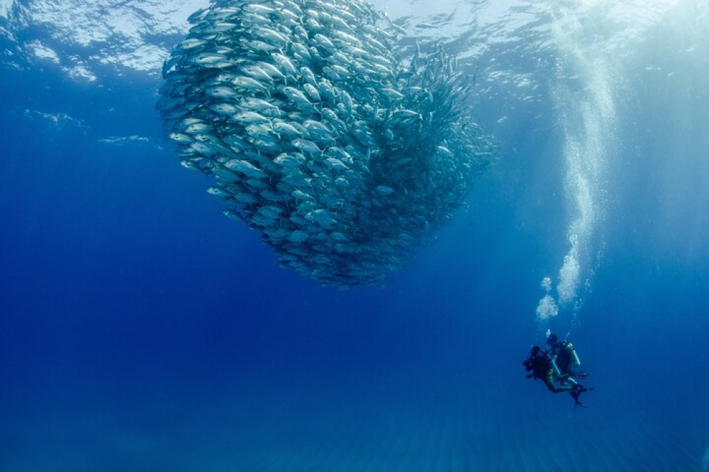 Cabo Pulmo 2 Tank Certified Dive with Lunch