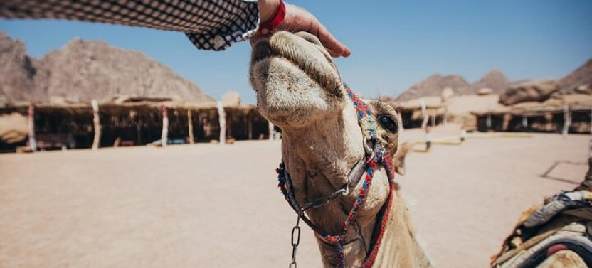 Private Safari Tour & Camel Ride in Sinai Desert of Sharm