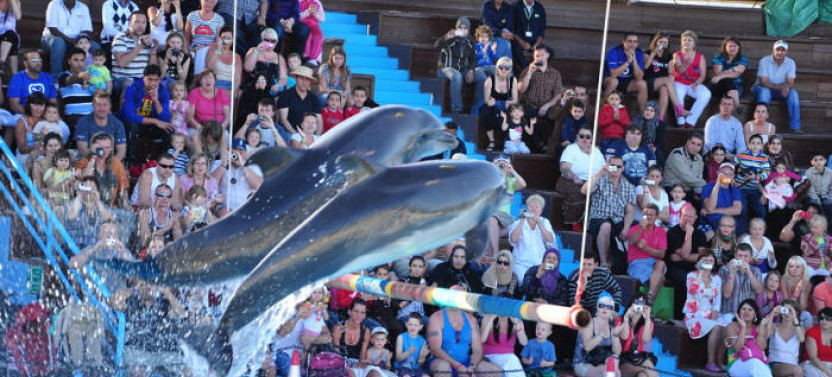 Dolphin Magic Show and Swim Options in Sharm el Sheikh