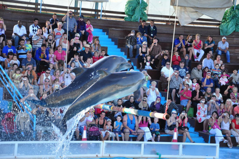 Dolphin Magic Show and Swim Options in Sharm el Sheikh