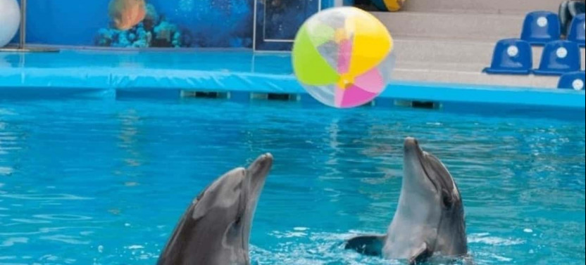 Dolphin Magic Show and Swim Options in Sharm el Sheikh