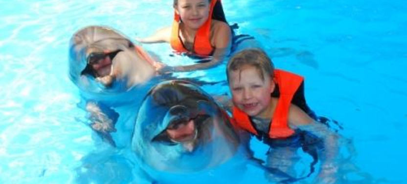 Dolphin Magic Show and Swim Options in Sharm el Sheikh