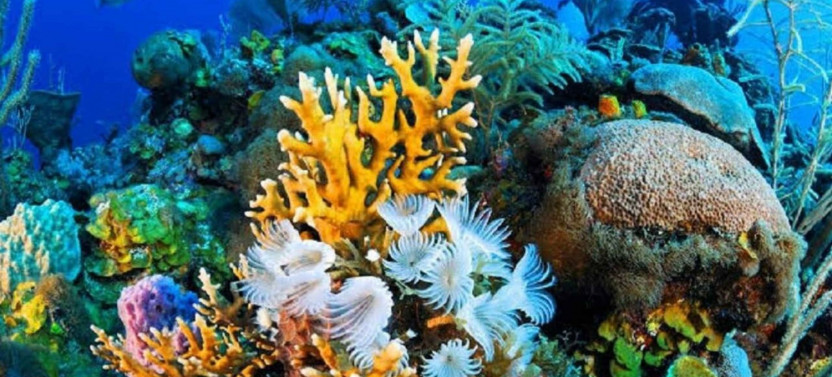Private Speed Boat Tour or Sea Safari | Discovering the Depths