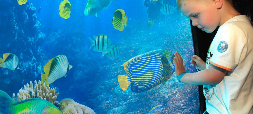 Semi-Submarine: Family adventure to explore underwater world of the Red Sea