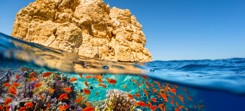 Snorkel & Diving to the Treasures of Ras Mohamed & White Island from Sharm