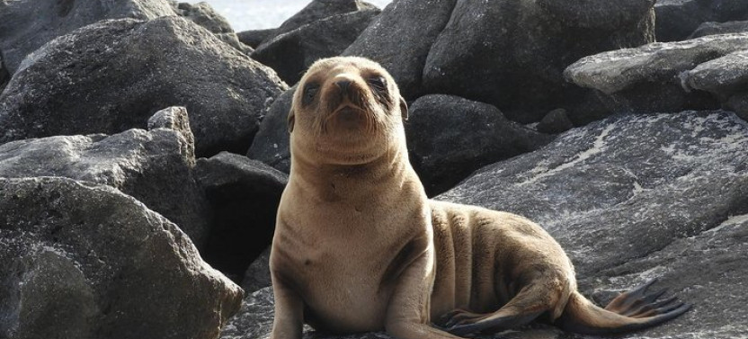 4-Day Galapagos Experience: Los Tuneles, Bay Tour + Extra night