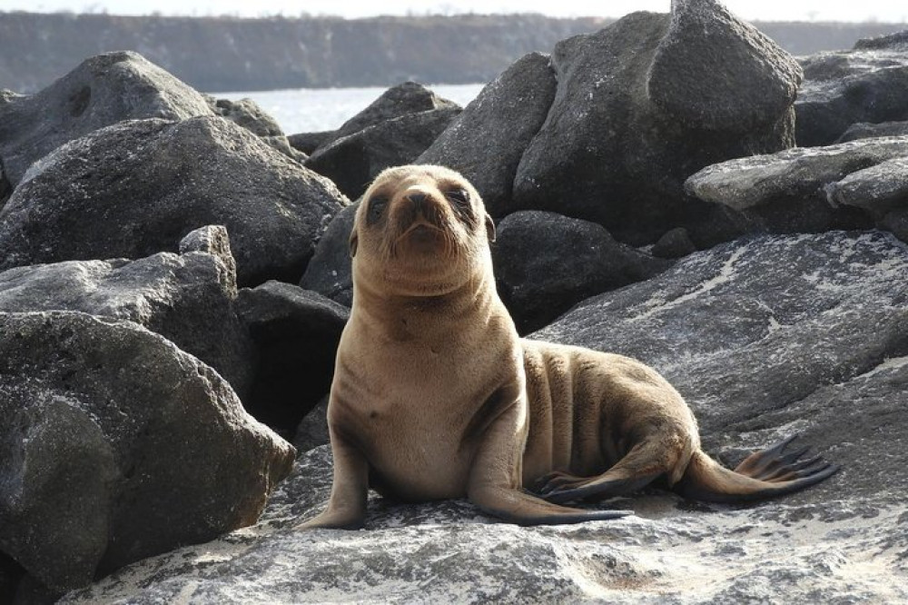 4-Day Galapagos Experience: Los Tuneles, Bay Tour + Extra night