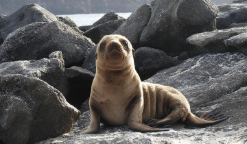 A picture of 4-Day Galapagos Experience: Los Tuneles, Bay Tour + Extra night