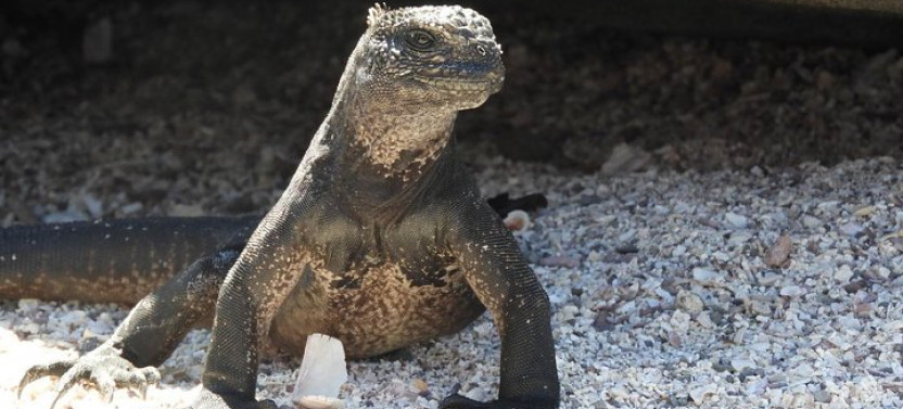 4-Day Galapagos Experience: Los Tuneles, Bay Tour + Extra night
