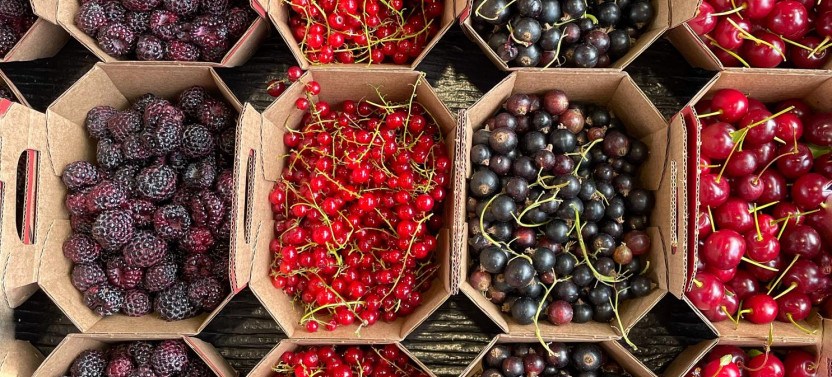 Jean-Talon Market Food Tour in Montreal with Local Guide
