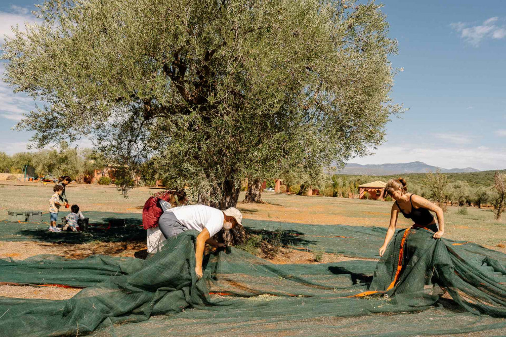 OMOIODYNAMIKH ANAPTYKSH AE