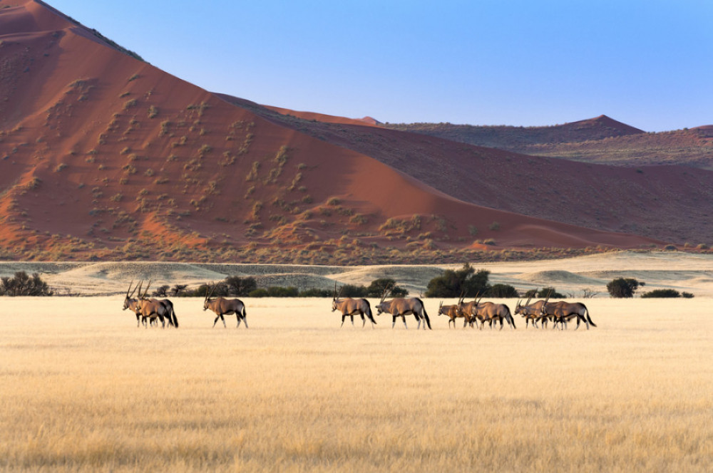 8 Day Etosha National Park, Twyfelfontein, Swakop & Sossusvlei with Camping