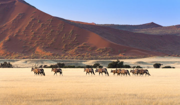 A picture of 8 Day Etosha National Park, Twyfelfontein, Swakop & Sossusvlei with Camping