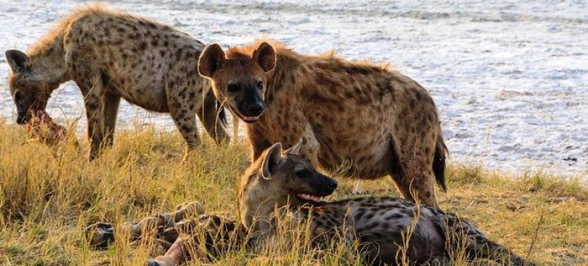 8 Day Sossusvlei, Swakop, Twyfelfontein & Etosha Tour with Camping