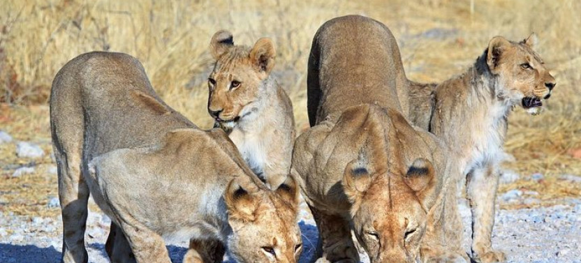 8 Day Sossusvlei, Swakop, Twyfelfontein & Etosha Tour with Camping