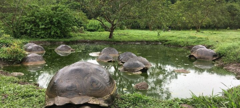 7-Day Galapagos Island Hopping Tour: Tortuga Bay, Tintoreras, Wildlife