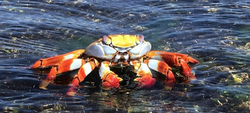 7-Day Galapagos Island Hopping Tour: Tortuga Bay, Tintoreras, Wildlife