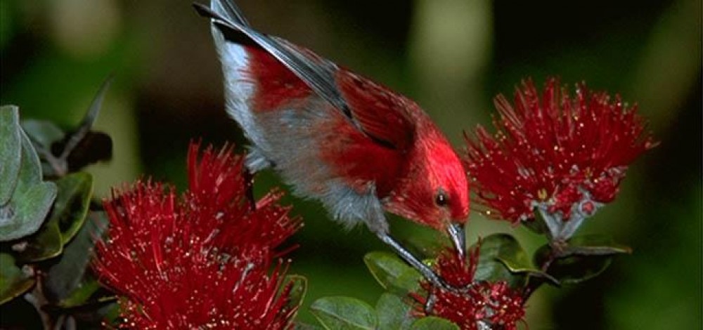 Hakalau Forest Reserve Birdwatching Exclusive