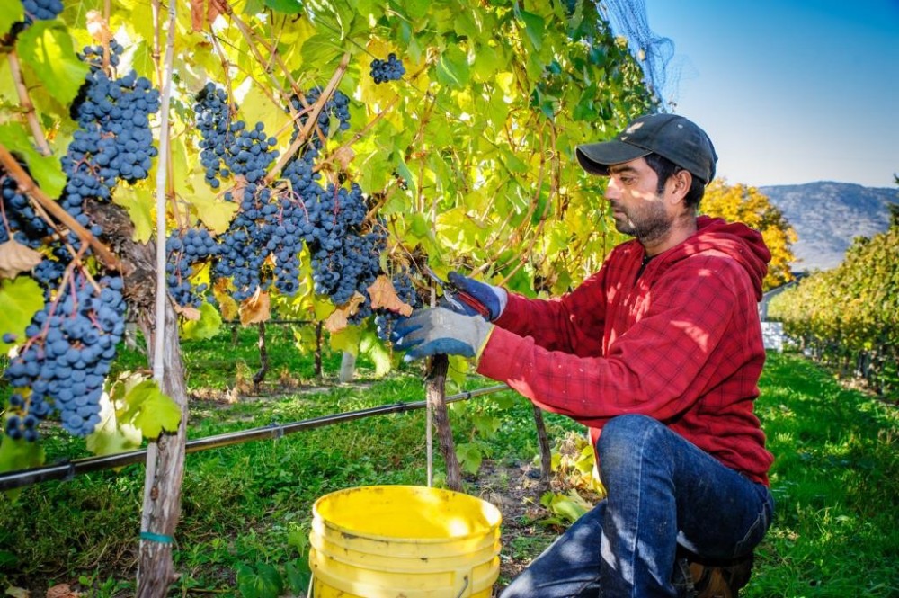 Vine - Wine Making Harvest Day Experience in Chania