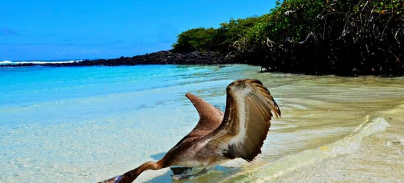 9-Day Galapagos Islands Family Friendly Tour with Kids