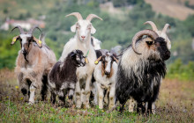 Arcadia Emme Viaggi srl2